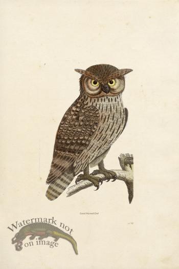 KO 09 Great Horned Owl